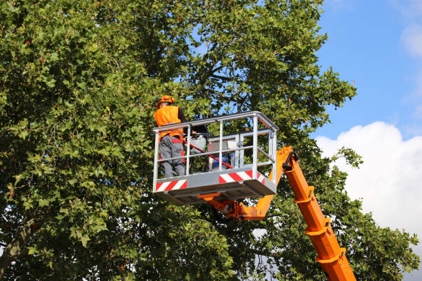 Best Tree Mulching  in Brigham City, UT